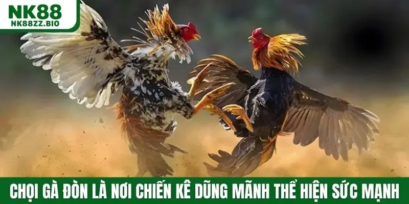 Chọi gà đòn là nơi các chiến kê dũng mãnh thể hiện sức mạnh
