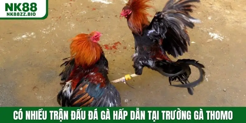 Có nhiều trận đấu đá gà hấp dẫn tại trường gà Thomo