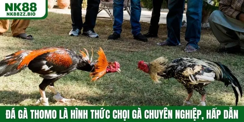 Đá gà Thomo là hình thức chọi gà chuyên nghiệp hấp dẫn