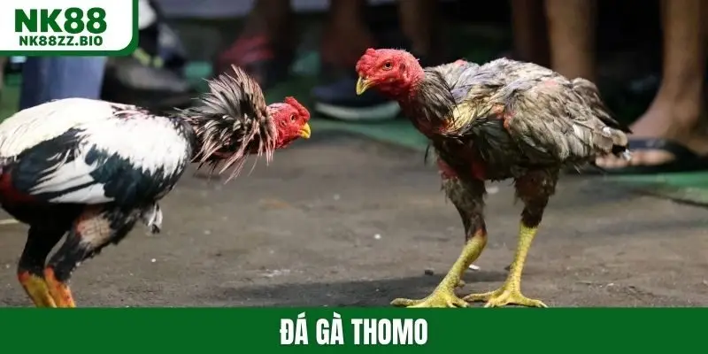 Đá gà Thomo