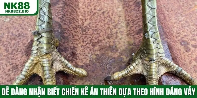 Dễ dàng nhận biết chiến kê án thiên dựa theo hình dáng vảy