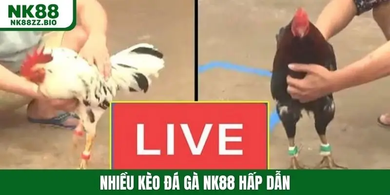 Nhiều kèo đá gà NK88 hấp dẫn