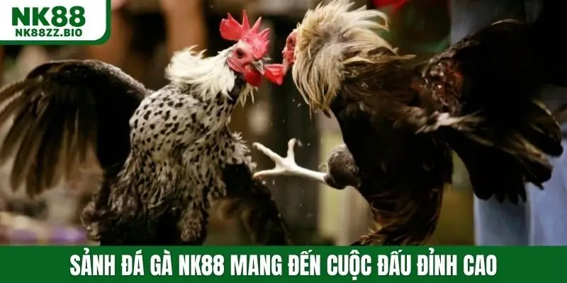 Sảnh đá gà NK88 mang đến cuộc đấu đỉnh cao