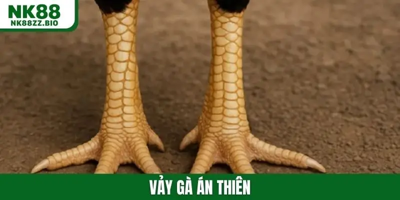 Vảy gà án thiên